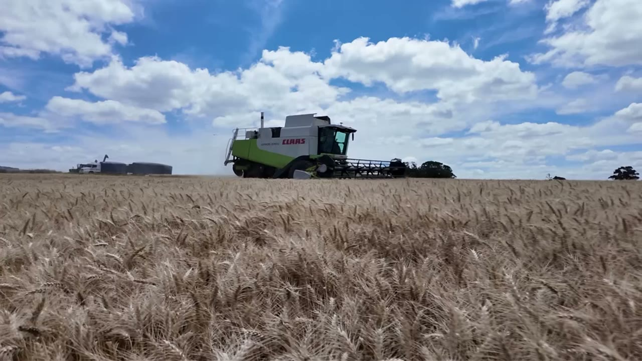 Vista del trabajo de cosecha sobre un lote de trigo.